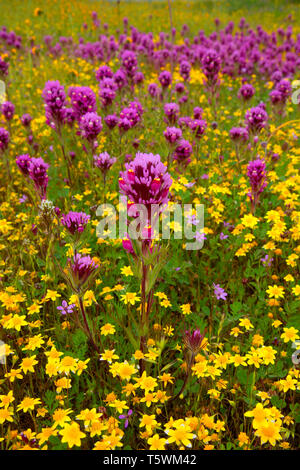 Owl's Clover in Goldfields, Carrizo Plain National Monument, Kalifornien Stockfoto