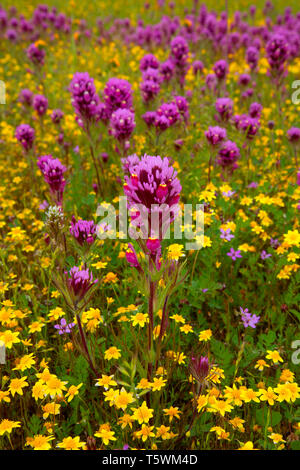 Owl's Clover in Goldfields, Carrizo Plain National Monument, Kalifornien Stockfoto
