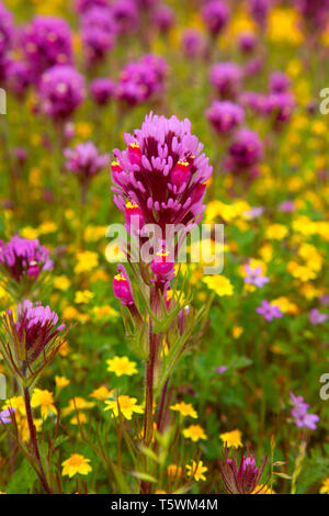 Owl's Clover in Goldfields, Carrizo Plain National Monument, Kalifornien Stockfoto