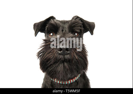 Schwarz Miniatur Schnauzer Hund Porträt Stockfoto