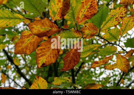 Eine Nahaufnahme der Buchenblätter im Herbst, bevor sie auf den Boden fallen Stockfoto