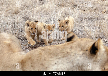 Löwenbabys Stockfoto