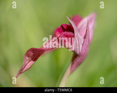 Serapias Lingua Zunge Orchidee. Wildflower. Mit schmalen Tiefenschärfe Closeup, defokussiertem Hintergrund. Makro. Stockfoto