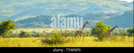 Authentische True South African Safari Erfahrung in buschfeld in einem Naturschutzgebiet Stockfoto
