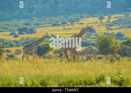 Authentische True South African Safari Erfahrung in buschfeld in einem Naturschutzgebiet Stockfoto