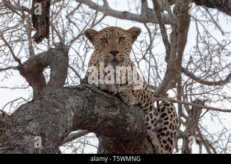 Afrikanischer Leopard, der auf einem Zweig eines Baumes liegt und in die Kamera schaut Stockfoto