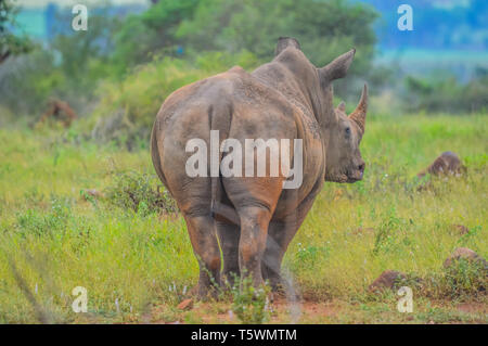 Portrait von niedlichen männliche Stier White Rhino oder Nashorn in einer Gruppe in der Krüger Nationalpark in Südafrika Stockfoto