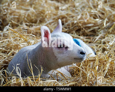 Junge Lamm liegend auf Stroh in einer Scheune bei lambing Saison. Scheune lambing ist einfacher für den Landwirt und bietet besseren Schutz für die Lämmer.