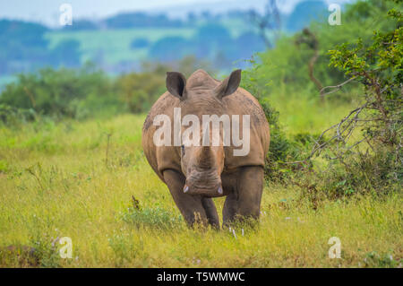 Portrait von niedlichen männliche Stier White Rhino oder Nashorn in einer Gruppe in der Krüger Nationalpark in Südafrika Stockfoto