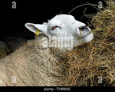 Hungrig Ewe (Schaf) Heu Essen aus einer großen zubringer lambing Scheune. Stockfoto