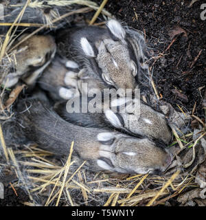 Baby östlichen Waldkaninchenkaninchen in einem Nest, Manitoba, Kanada. Stockfoto