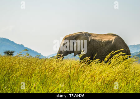 Eine isolierte junge musth Elefant Beweidung im hohen Gras in einem Naturschutzgebiet in Afrika Stockfoto