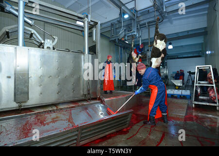 Auf dem Schlachthof. Arbeitnehmer waschen eine atemberaubende pen Tor aus Blut nach der Schlachtung. April 22, 2019. Kiew, Ukraine Stockfoto