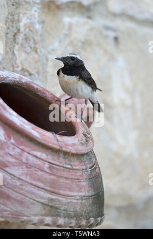 Zypern Steinschmätzer (Oenanthe cypriaca) Stockfoto