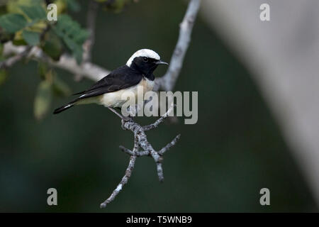 Zypern Steinschmätzer (Oenanthe cypriaca) Stockfoto