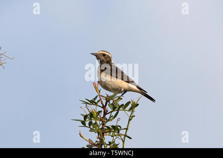 Zypern Steinschmätzer (Oenanthe cypriaca) Stockfoto