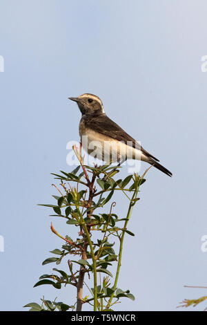 Zypern Steinschmätzer (Oenanthe cypriaca) Stockfoto