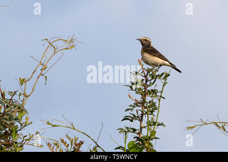 Zypern Steinschmätzer (Oenanthe cypriaca) Stockfoto