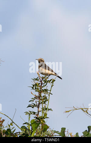 Zypern Steinschmätzer (Oenanthe cypriaca) Stockfoto