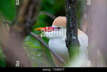 Winzige Kuhreiher Bubulcus ibis Stockfoto