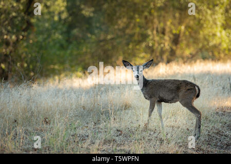 Yong Blacktaile Doe satanding Breitseite in trockenem Gras umgeben von Oak Woodlands an Kamera schaut. Stockfoto