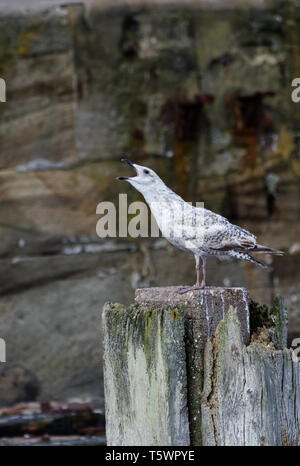 Möwe aus alten hölzernen Pfosten in Bridlington Hafen Yorkshire England Stockfoto