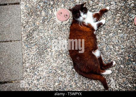 Nahaufnahme von braune Katze auf der Straße bei Houtong Cat Dorf mit seinem fußabdruck auf der Seite Stockfoto