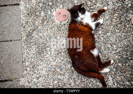 Nahaufnahme von braune Katze auf der Straße bei Houtong Cat Dorf mit seinem fußabdruck auf der Seite Stockfoto