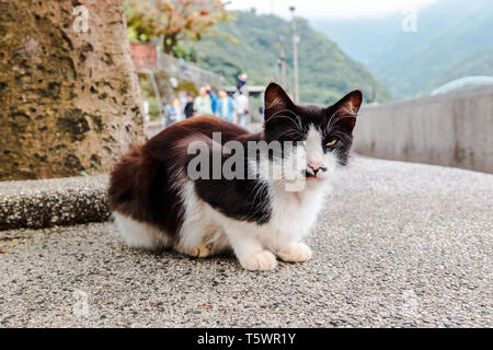 Nahaufnahme von alten, braunen und weißen Katze schlafen auf der Straße in Houtong Cat Dorf, eines der bekanntesten touristischen Destination Stockfoto