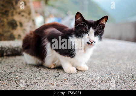 Nahaufnahme von alten, braunen und weißen Katze schlafen auf der Straße in Houtong Cat Dorf, eines der bekanntesten touristischen Destination Stockfoto