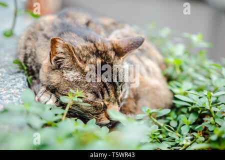 Schließen uo Schuß von braune Katze schlafen auf Blätter an Ruifang Houtong Cat Dorf im Bezirk Stockfoto