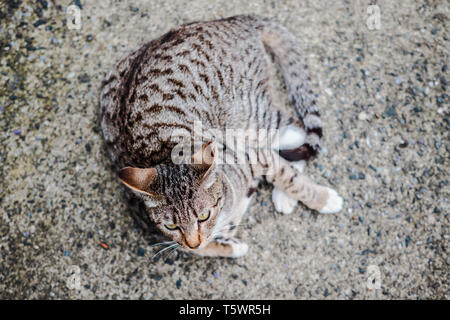 In der Nähe der Graue Katze an Houtong Cat Dorf auf der Straße Stockfoto