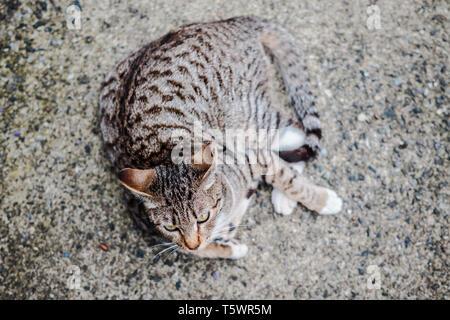 In der Nähe der Graue Katze an Houtong Cat Dorf auf der Straße Stockfoto