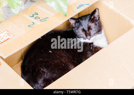 Nahaufnahme von braune Katze schlafend in einem Karton an Houtong Cat Dorf Stockfoto