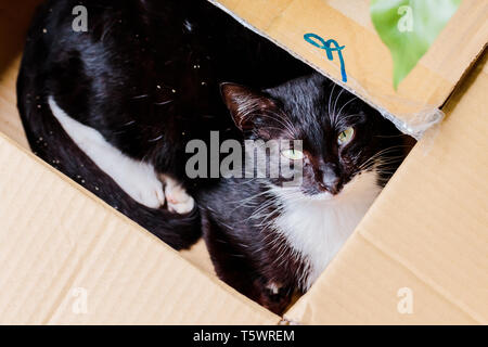 Nahaufnahme von braune Katze schlafend in einem Karton an Houtong Cat Dorf Stockfoto