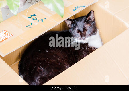 Nahaufnahme von braune Katze schlafend in einem Karton an Houtong Cat Dorf Stockfoto