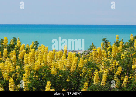 Die gelben Lupinen in der Blüte erstellen Sie einen herrlichen Kontrast mit türkisblauem Meer Neuseelands. Stockfoto