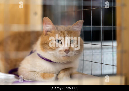 Einsam rot weiße Katze schaut mit Hoffnung von Lattice der Zelle, und warten auf Besitzer mit nach Hause, für jemanden, der ihm zu verabschieden. Vorstellung von Menschlichkeit, Freundlichkeit Stockfoto