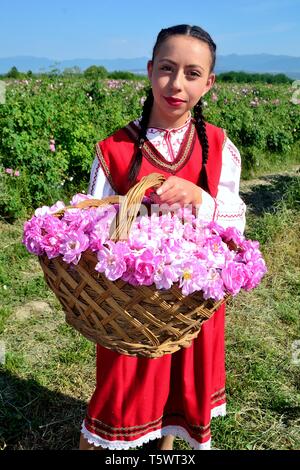 Ernte Rosen - Rose Festival in Kasanlak. Provinz von Stara Zagora BULGARIEN Stockfoto