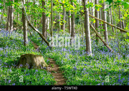 Bluebell Holz, Großbritannien. Englische gemeine Bluebells (Hyacinthoides non-scripta) in natürlichen britischen Wäldern. Stockfoto