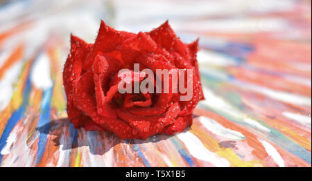 Eine schöne rote Rose im regen Tropfen gebadet Stockfoto