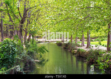 Hohen grünen Bäumen und Vegetation am Ufer des Flusses spiegelt sich auf dem Wasser. Spring Blossom in Murcia, Spanien, 2019. Flora in River nieder. Naturpark. Stockfoto