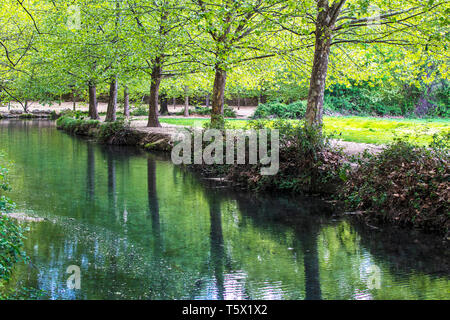 Hohen grünen Bäumen und Vegetation am Ufer des Flusses spiegelt sich auf dem Wasser. Spring Blossom in Murcia, Spanien, 2019. Flora in River nieder. Naturpark. Stockfoto