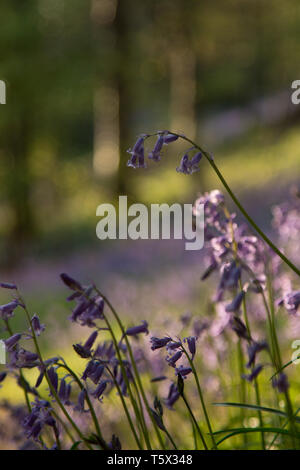 Bluebell woodland während der Goldenen Stunde in Kent, Großbritannien Stockfoto