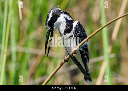 Pied Kingfisher im Okavango Delta Stockfoto