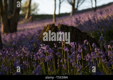 Bluebell Waldland in Kent, Großbritannien während der Goldenen Stunde Stockfoto