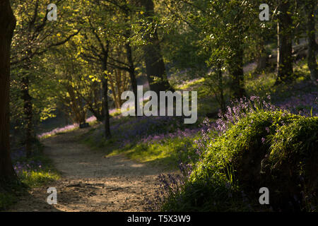 Bluebell Waldland in Kent, Großbritannien während der Goldenen Stunde Stockfoto