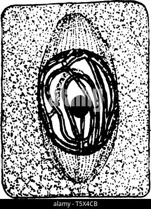Die Division ist ein Prozess, bei dem ein Elternteil Zellen in zwei oder mehr Zellen teilen. Innere Struktur Es ist wie das Seil Form, vintage Strichzeichnung oder engr Stock Vektor