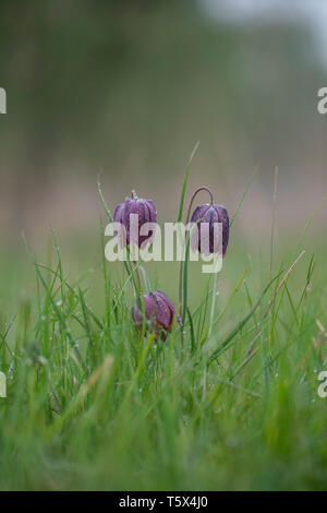 Schlangen Kopf fritillary, Mitte April in einem oxfordshire Flut Wiese Stockfoto