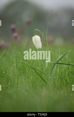 Schlangen Kopf fritillary, Mitte April in einem oxfordshire Flut Wiese Stockfoto